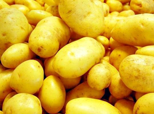 глубина посадки картофеля. схема посадки картофеля 1