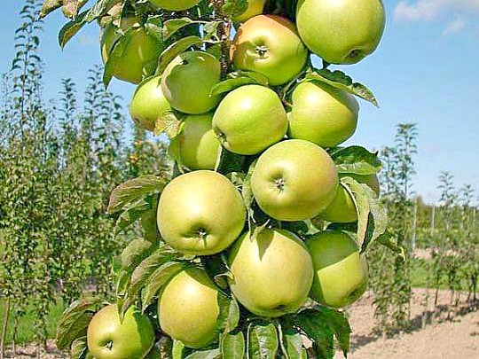 колоновидная яблоня сорт, выращивание, уход