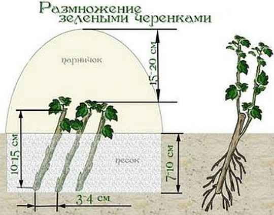 размножение роз, способы и сроки - черенкование