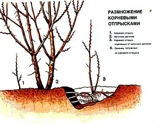 размножение роз, способы и сроки - корневые отпрыски