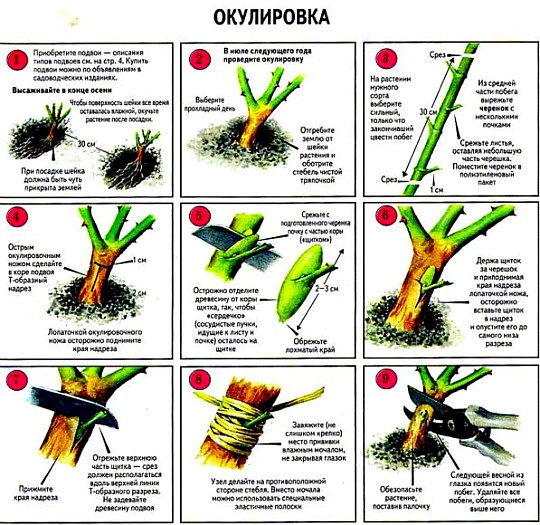 размножение роз, способы и сроки - окулировка роз
