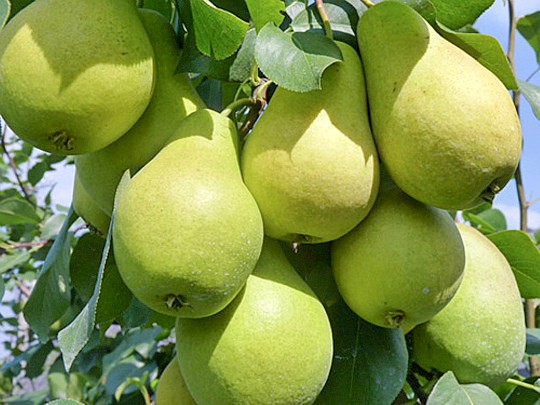 карликовые груши сорта описание посадка и уход 2