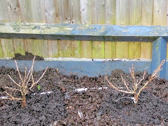 крыжовник на даче, посадка весной, уход 3