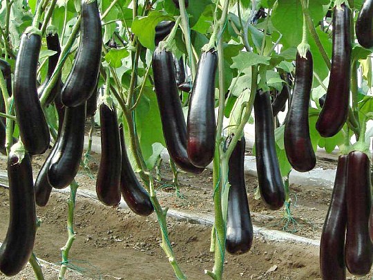 лучшие сорта баклажанов. выращивание 7