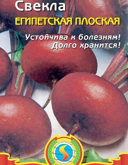 лучшие сорта свеклы для выращивания сорт египетская плоская