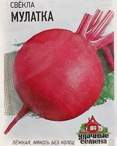 лучшие сорта свеклы для выращивания сорт мулатка