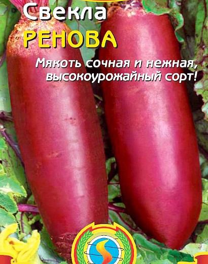 лучшие сорта свеклы для выращивания сорт ренова
