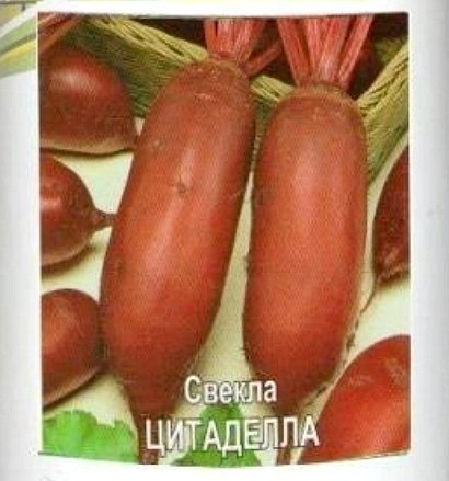 лучшие сорта свеклы для выращивания сорт цитаделла