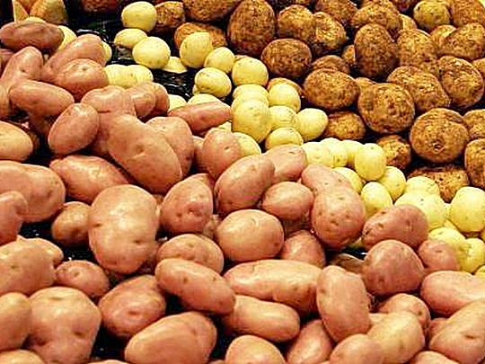 лучшие сорта картошки для выращивания. ранние сорта 1