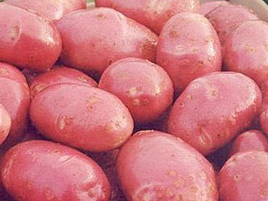 лучшие сорта картошки для выращивания. ранние сорта утро раннее