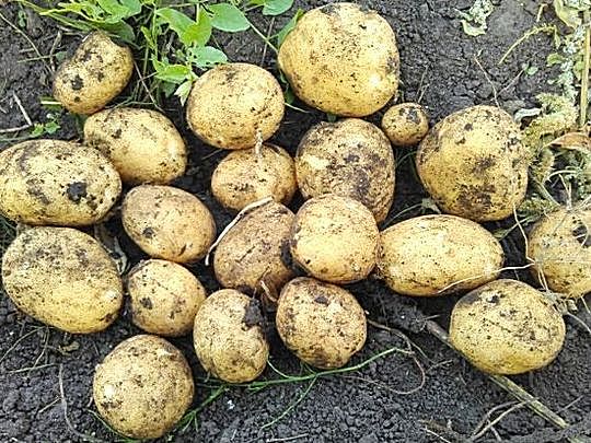 лучшие сорта картошки для выращивания. ранние сорта венета