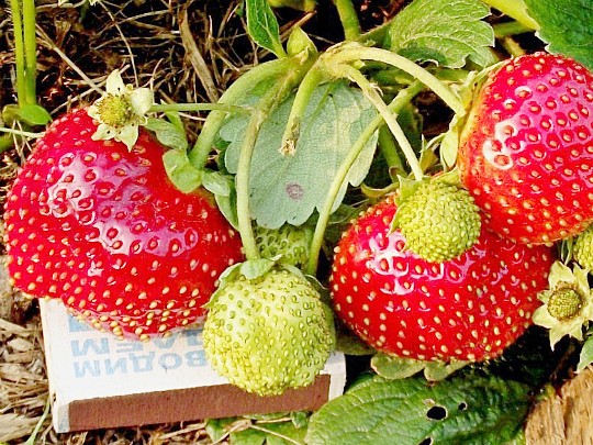 лучшие сорта клубники. фото, описание и отзывы сорт искушение