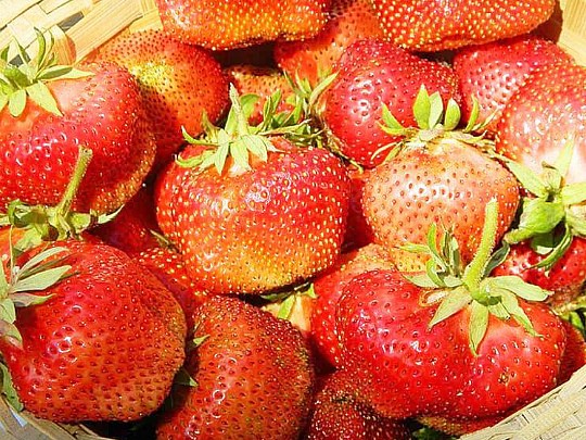 лучшие сорта клубники. фото, описание и отзывы сорт максим