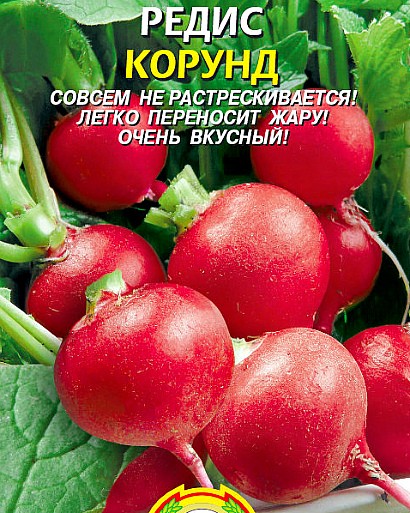 лучшие сорта редиса для открытого грунта и теплиц с фото и описанием сорт корунд
