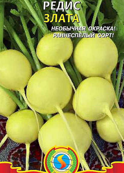 лучшие сорта редиса для открытого грунта и теплиц с фото и описанием сорт злата