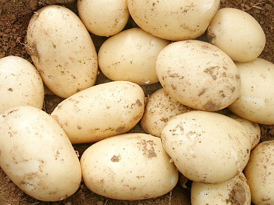 лучшие ультраранние сорта картофеля ариэль