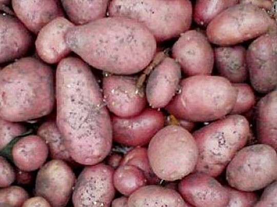 лучшие ультраранние сорта картофеля беллароза