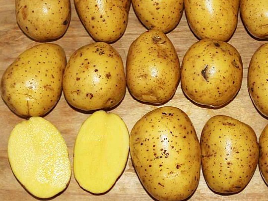 лучшие ультраранние сорта картофеля гала