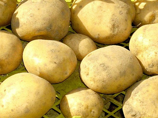 лучшие ультраранние сорта картофеля тимо