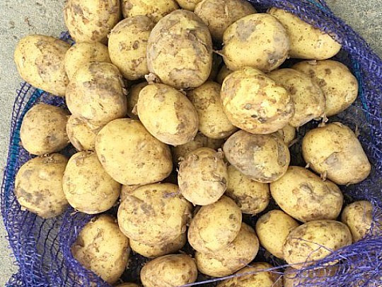 лучшие ультраранние сорта картофеля уладар