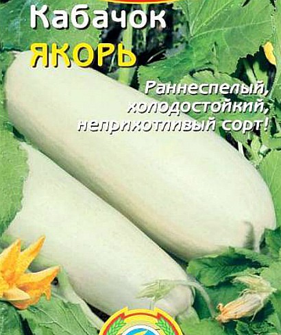 посадка и выращивание кабачков в открытом грунте сорт якорь