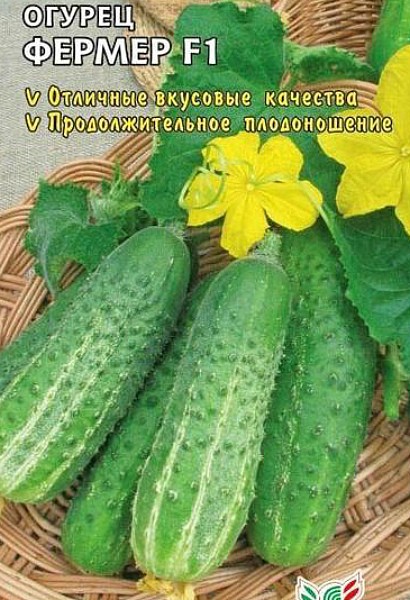 самые урожайные сорта огурцов для открытого грунта сорт фермер