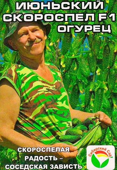 самые урожайные сорта огурцов для открытого грунта сорт июльский скороспел