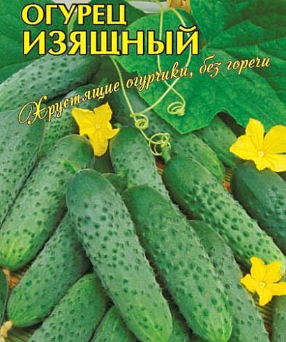 самые урожайные сорта огурцов для открытого грунта сорт изящный
