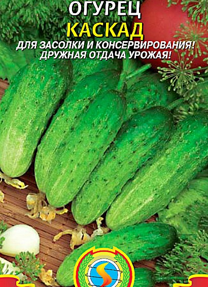 самые урожайные сорта огурцов для открытого грунта сорт каскад