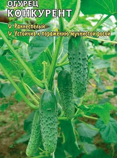 самые урожайные сорта огурцов для открытого грунта сорт конкурент