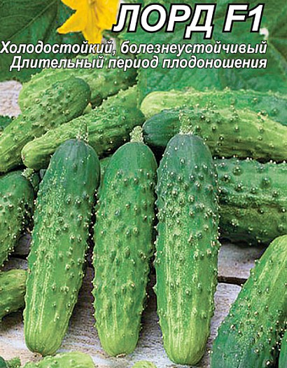 самые урожайные сорта огурцов для открытого грунта сорт лорд