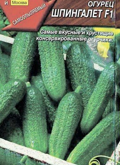 самые урожайные сорта огурцов для открытого грунта сорт шпингалет