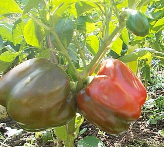 сладкий перец сибирский бонус